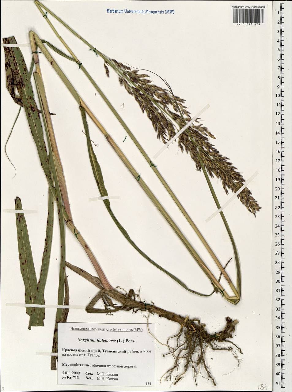 Sorghum halepense (L.) Pers., Caucasus, Black Sea Shore (from Novorossiysk to Adler) (K3) (Russia)