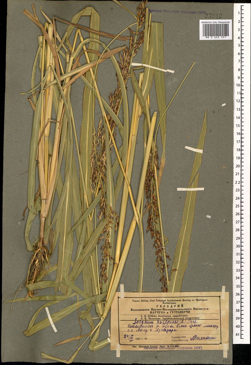 Sorghum halepense (L.) Pers., Caucasus, Azerbaijan (K6) (Azerbaijan)