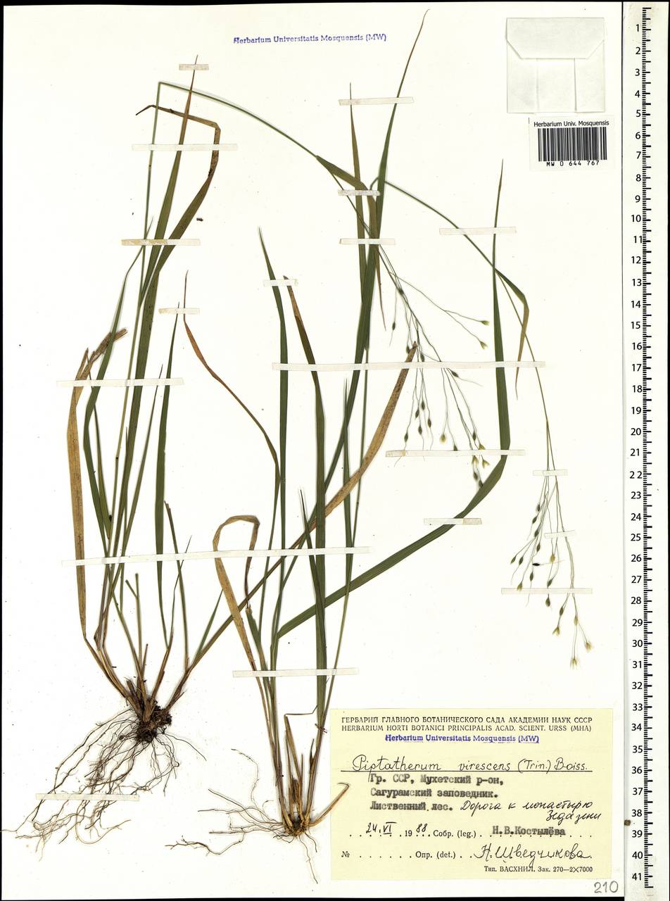 Achnatherum virescens (Trin.) Banfi, Galasso & Bartolucci, Caucasus, Georgia (K4) (Georgia)