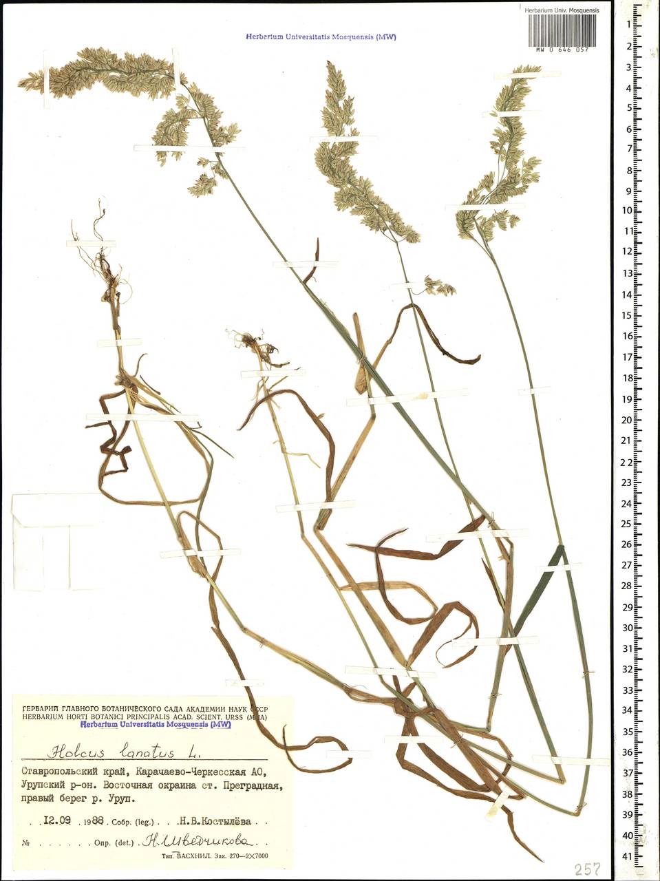Holcus lanatus L., Caucasus, Stavropol Krai, Karachay-Cherkessia & Kabardino-Balkaria (K1b) (Russia)