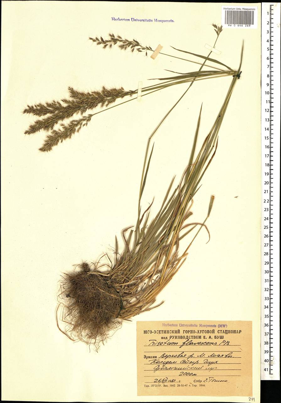 Trisetum flavescens (l.) p.Beauv.