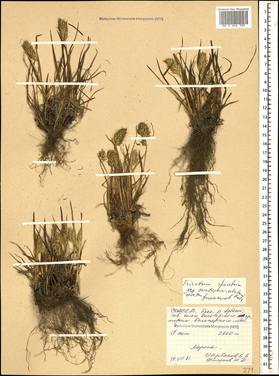 Koeleria spicata (L.) Barberá, Quintanar, Soreng & P.M.Peterson, Caucasus, North Ossetia, Ingushetia & Chechnya (K1c) (Russia)