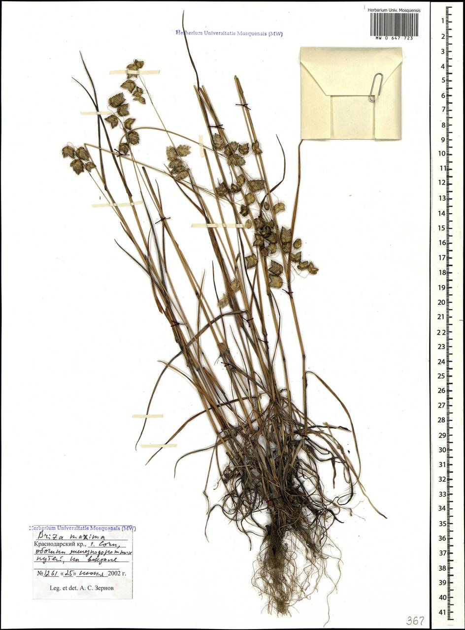 Briza maxima L., Caucasus, Black Sea Shore (from Novorossiysk to Adler) (K3) (Russia)