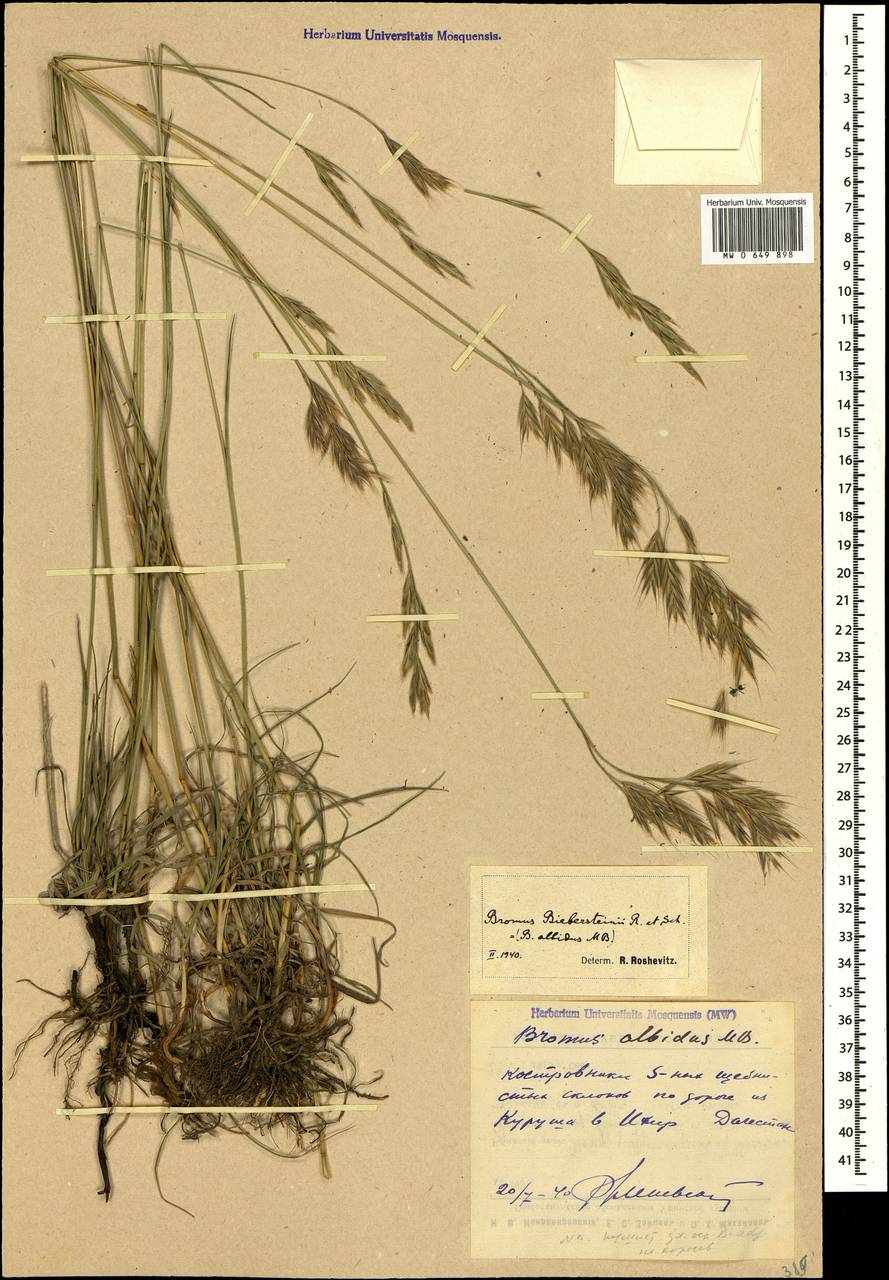 Bromus biebersteinii Roem. & Schult., Caucasus, Dagestan (K2) (Russia)