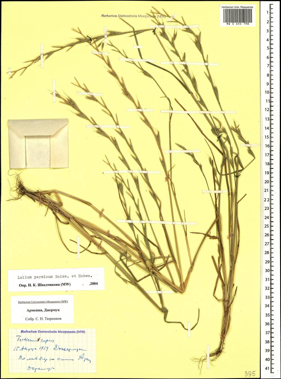 Lolium persicum Boiss. & Hohen., Caucasus, Armenia (K5) (Armenia)