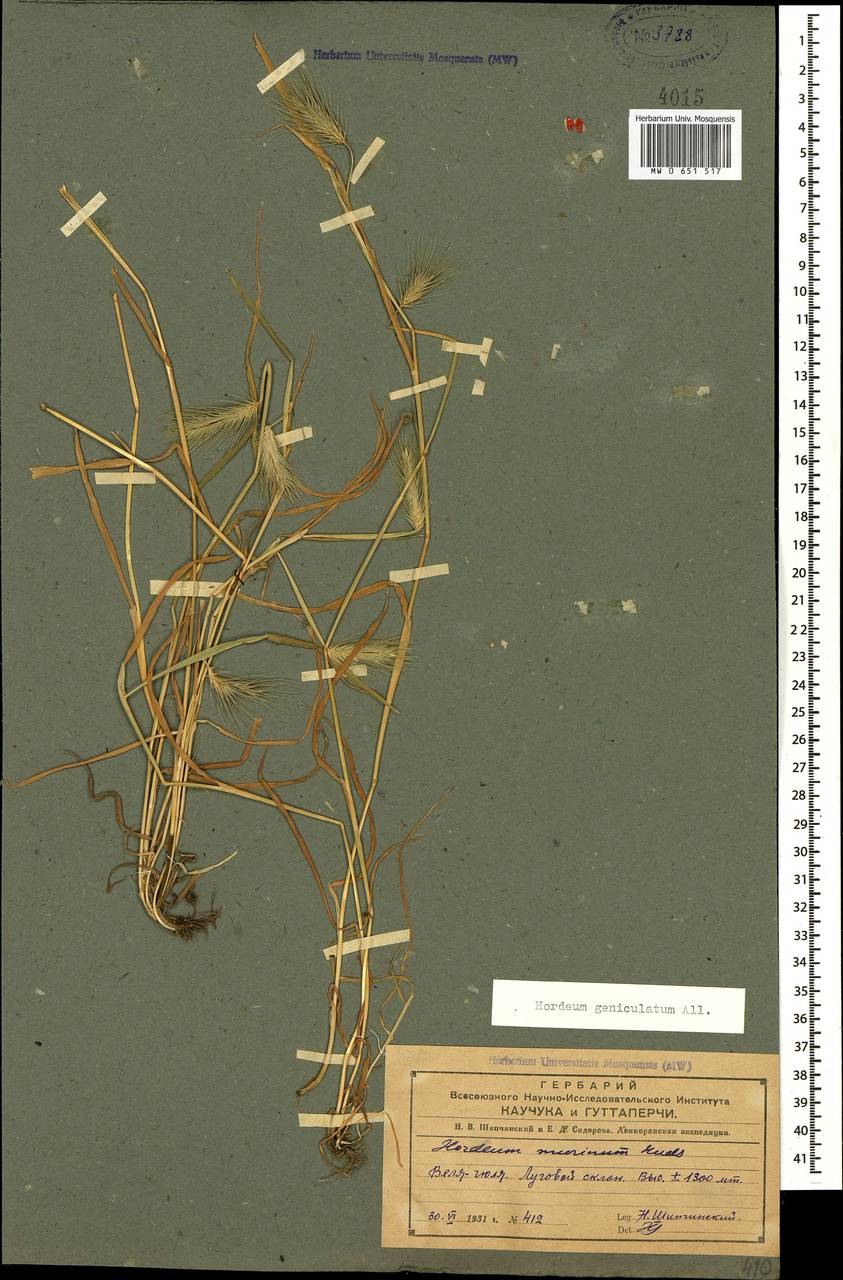 Hordeum marinum subsp. gussoneanum (Parl.) Thell., Caucasus, Azerbaijan (K6) (Azerbaijan)