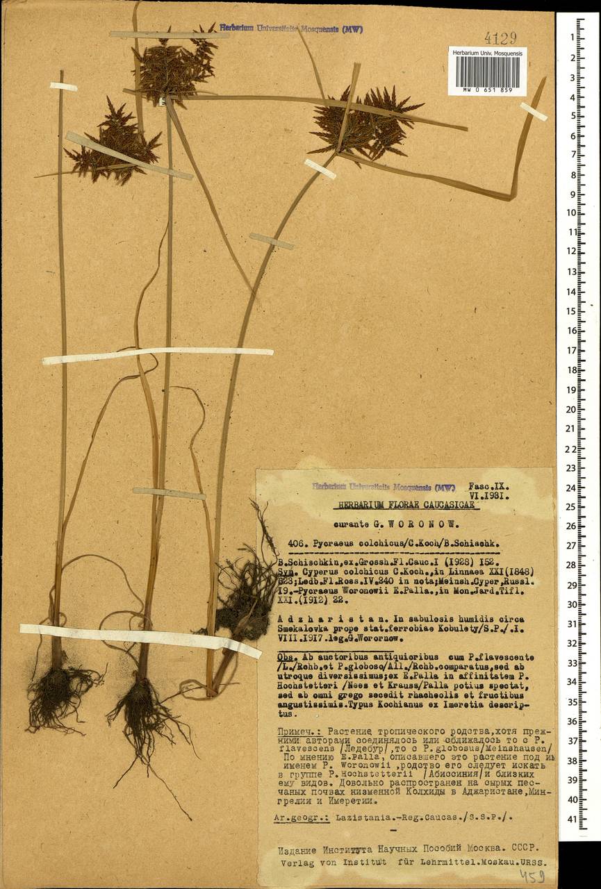 Cyperus colchicus K.Koch, Caucasus, Georgia (K4) (Georgia)