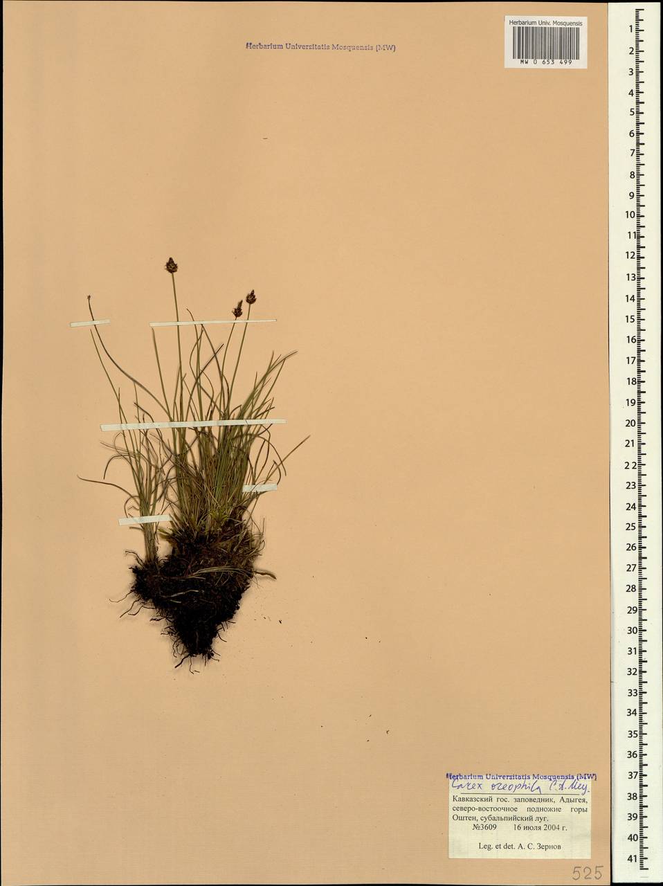 Carex oreophila C.A.Mey., Caucasus, Krasnodar Krai & Adygea (K1a) (Russia)