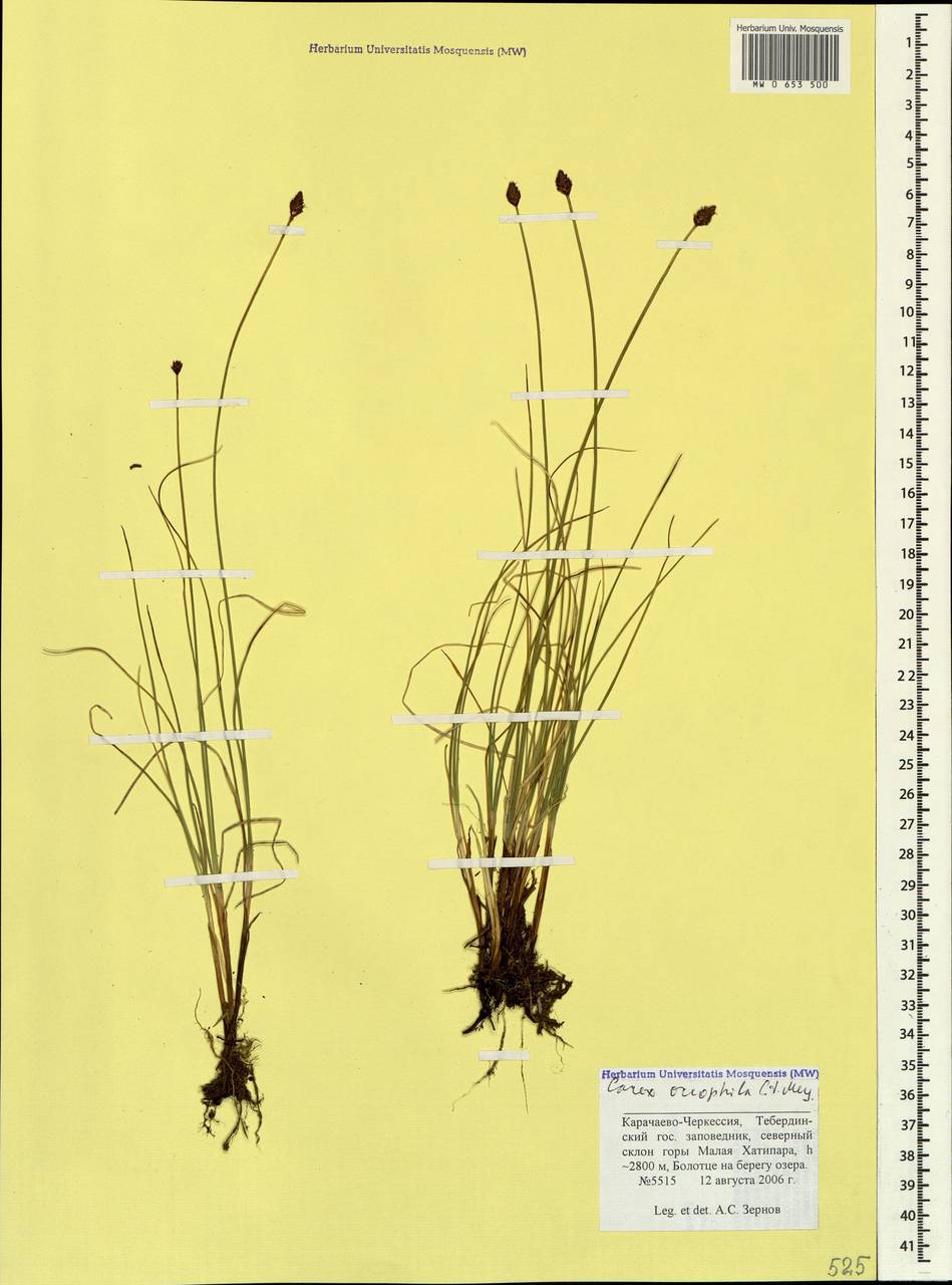 Carex oreophila C.A.Mey., Caucasus, Stavropol Krai, Karachay-Cherkessia & Kabardino-Balkaria (K1b) (Russia)