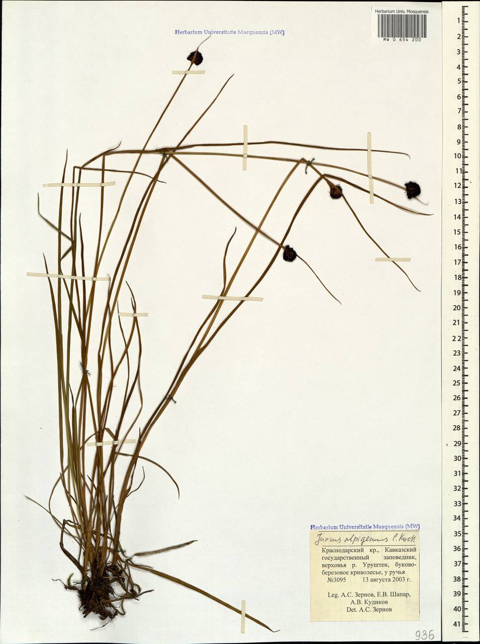 Juncus alpigenus C. Koch, Caucasus, Krasnodar Krai & Adygea (K1a) (Russia)