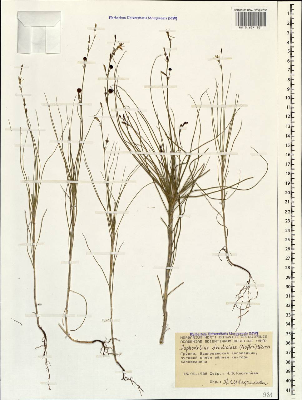 Asphodeline prolifera (M.Bieb.) Kunth, Caucasus, Georgia (K4) (Georgia)