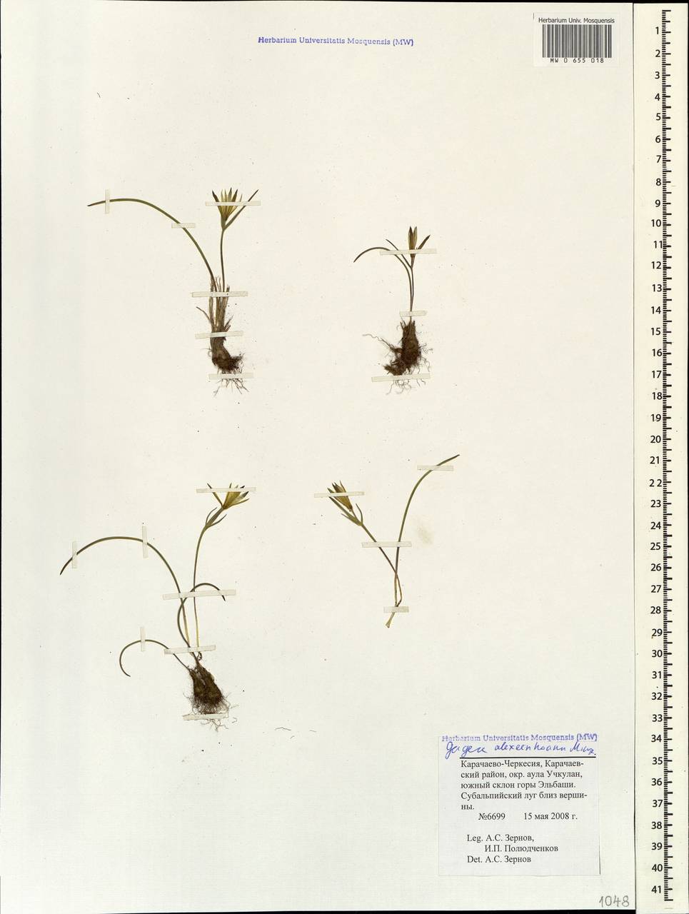 Gagea alexeenkoana Miscz., Caucasus, Stavropol Krai, Karachay-Cherkessia & Kabardino-Balkaria (K1b) (Russia)