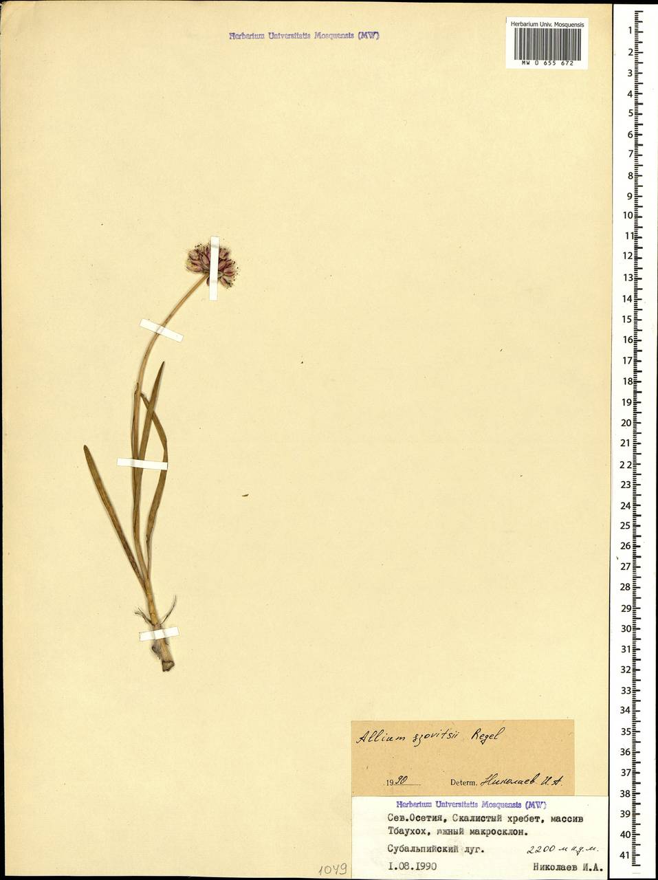 Allium szovitsii Regel, Caucasus, North Ossetia, Ingushetia & Chechnya (K1c) (Russia)