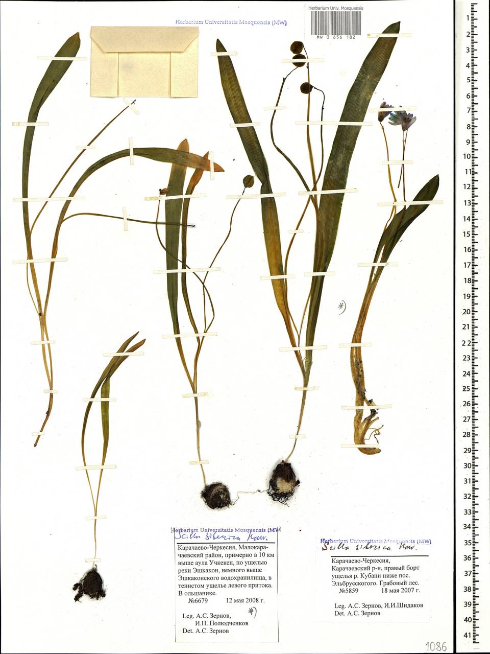 Scilla siberica Haw., Caucasus, Stavropol Krai, Karachay-Cherkessia & Kabardino-Balkaria (K1b) (Russia)