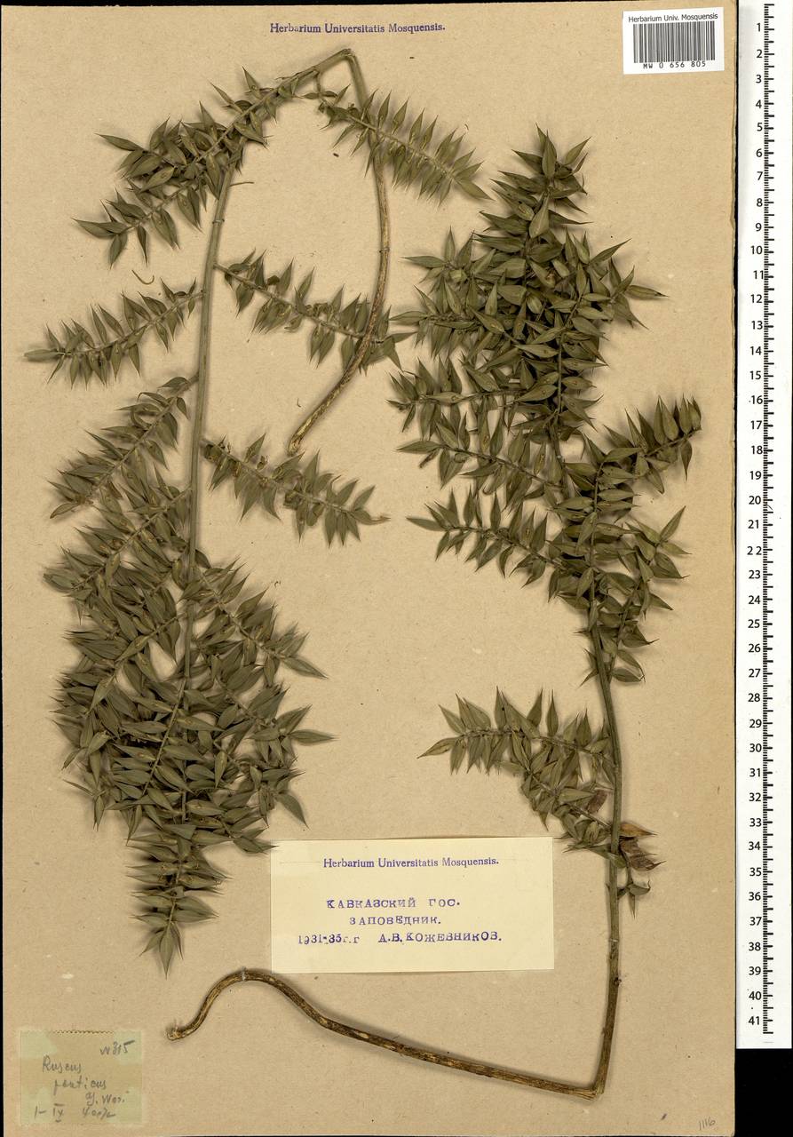 Ruscus aculeatus L., Caucasus, Black Sea Shore (from Novorossiysk to Adler) (K3) (Russia)