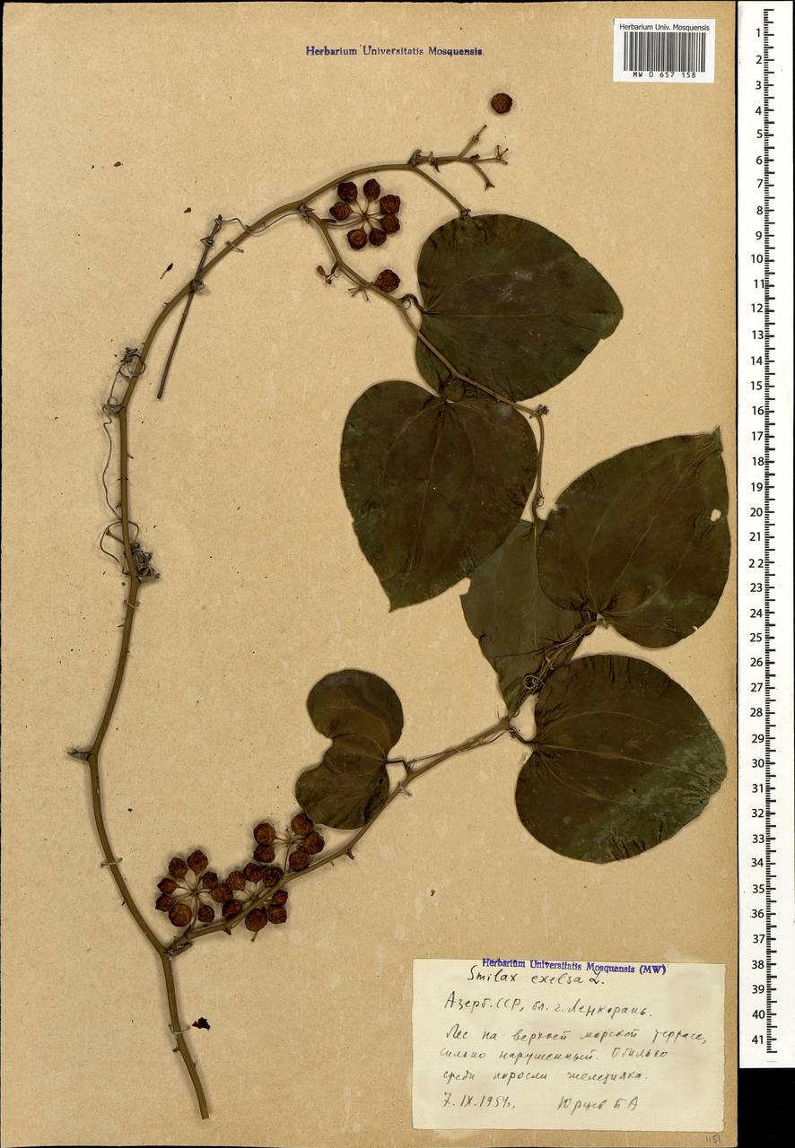 Smilax excelsa L., Caucasus, Azerbaijan (K6) (Azerbaijan)