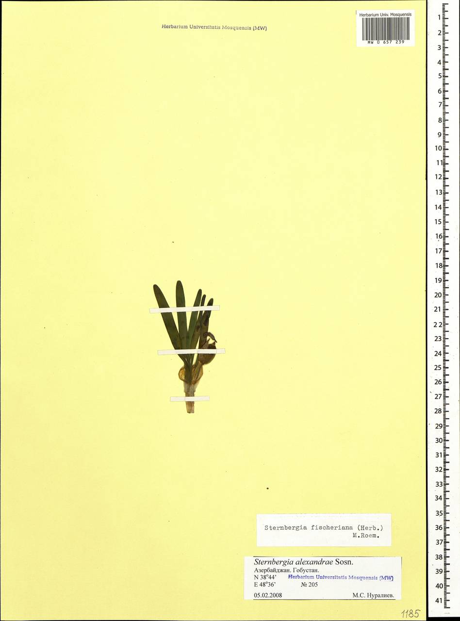 Sternbergia vernalis (Mill.) Gorer & J.H.Harvey, Caucasus, Azerbaijan (K6) (Azerbaijan)