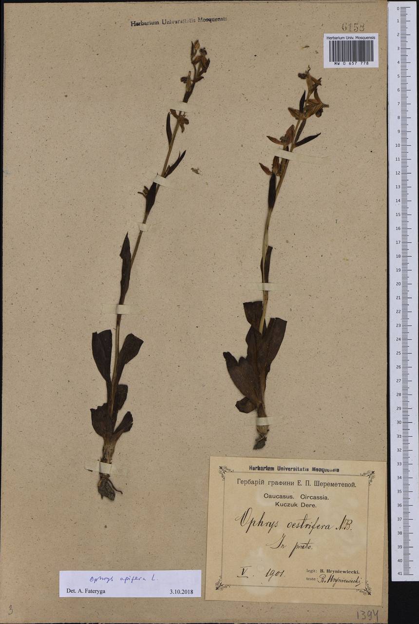 Ophrys apifera Huds., Caucasus, Black Sea Shore (from Novorossiysk to Adler) (K3) (Russia)