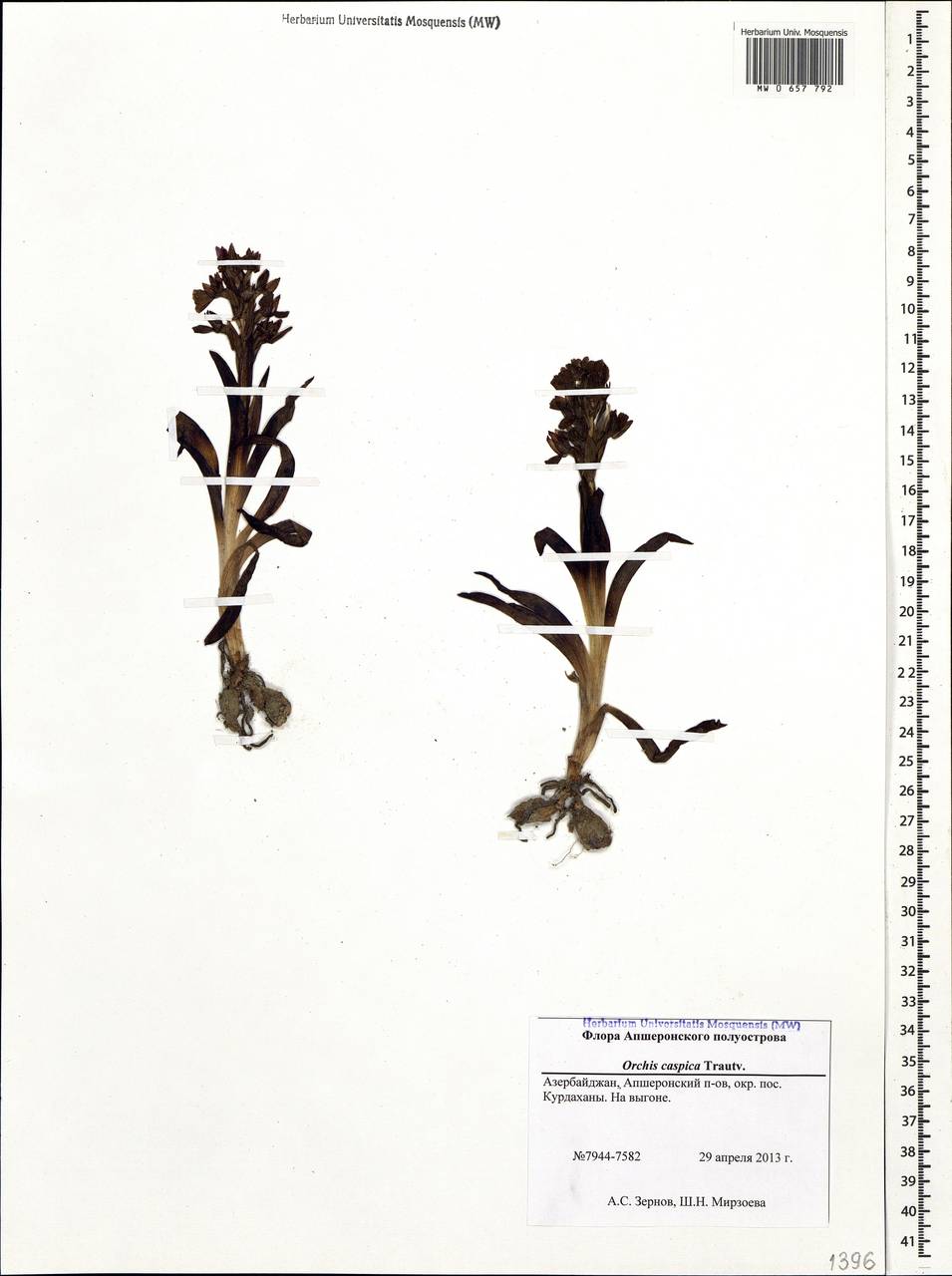 Anacamptis papilionacea (L.) R.M.Bateman, Pridgeon & M.W.Chase, Caucasus, Azerbaijan (K6) (Azerbaijan)