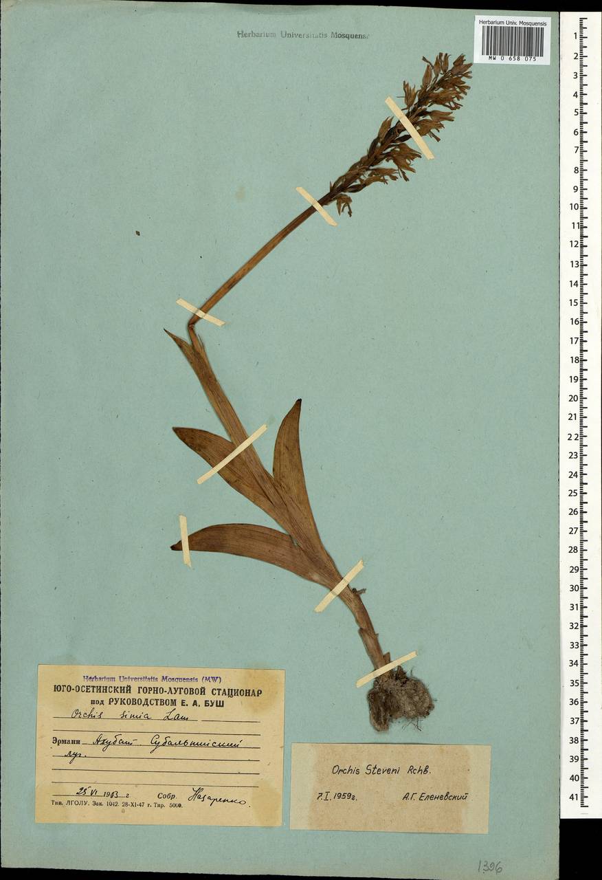 Orchis militaris subsp. stevenii (Rchb.f.) B.Baumann & al., Caucasus, South Ossetia (K4b) (South Ossetia)