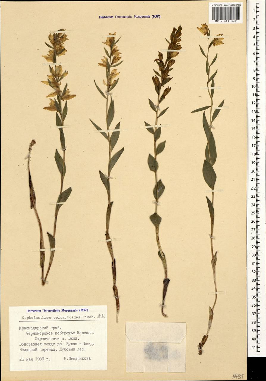 Cephalanthera kurdica Bornm. ex Kraenzl., Caucasus, Black Sea Shore (from Novorossiysk to Adler) (K3) (Russia)