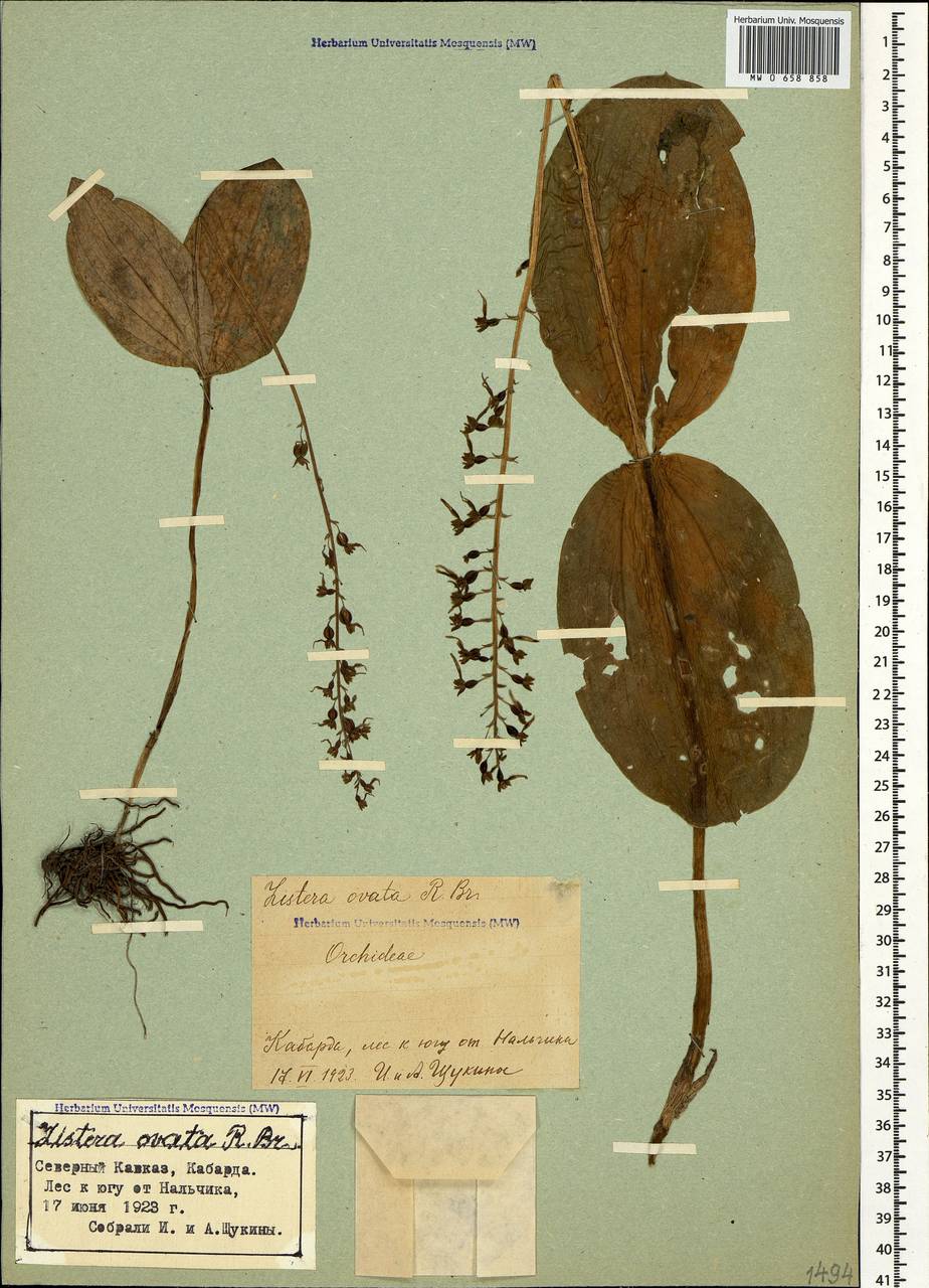 Neottia ovata (L.) Bluff & Fingerh., Caucasus, Stavropol Krai, Karachay-Cherkessia & Kabardino-Balkaria (K1b) (Russia)