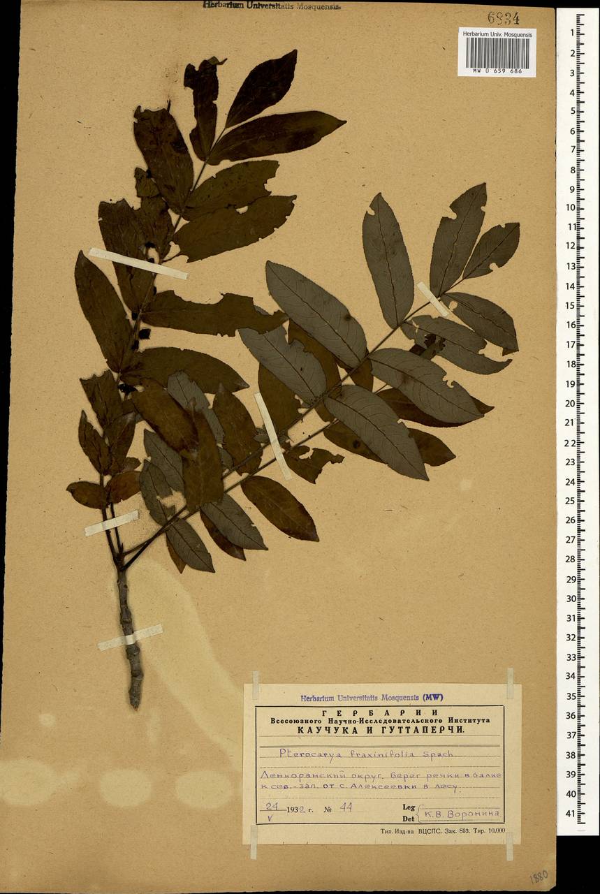 Pterocarya fraxinifolia (Poir.) Spach, Caucasus, Azerbaijan (K6) (Azerbaijan)