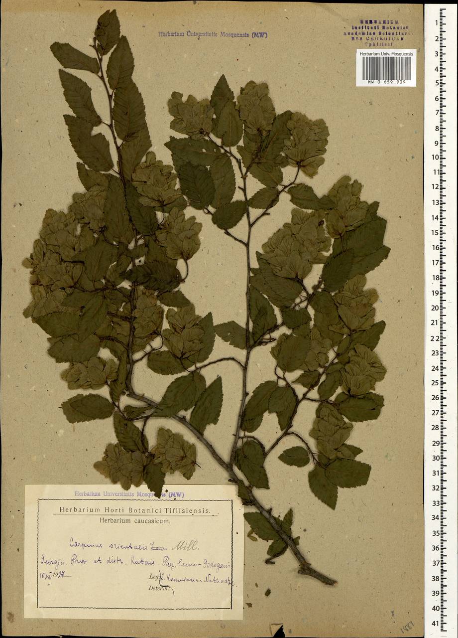 Carpinus orientalis Mill., Caucasus, Georgia (K4) (Georgia)