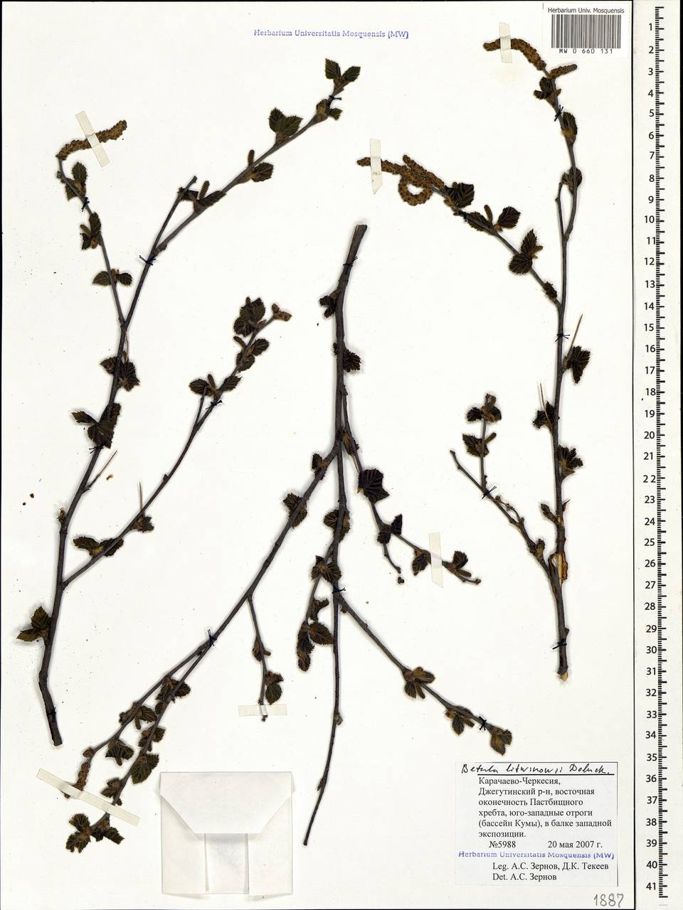 Betula pubescens var. litwinowii (Doluch.) Ashburner & McAll., Caucasus, Stavropol Krai, Karachay-Cherkessia & Kabardino-Balkaria (K1b) (Russia)