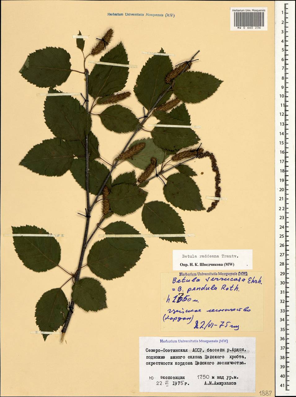 Betula raddeana Trautv., Caucasus, North Ossetia, Ingushetia & Chechnya (K1c) (Russia)