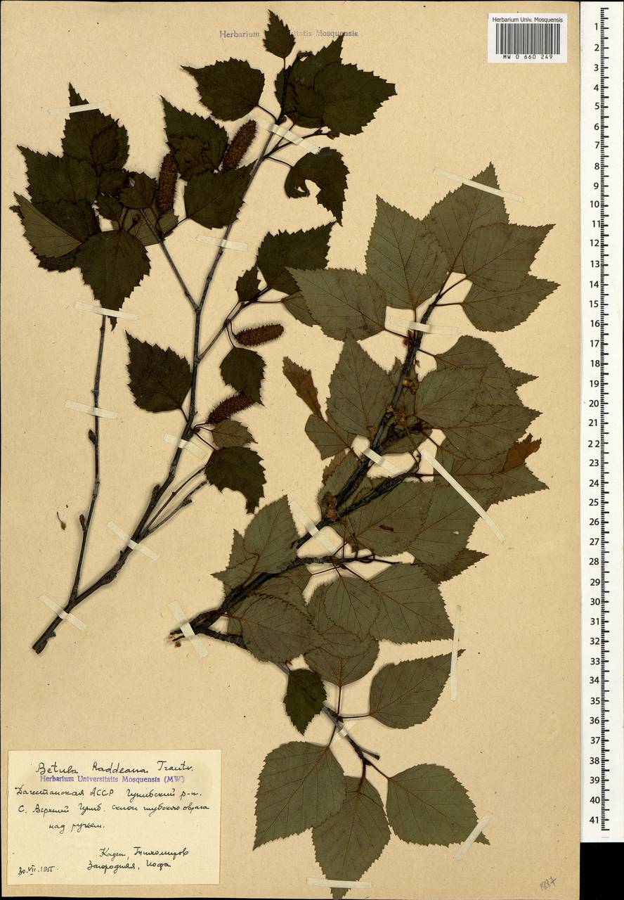 Betula raddeana Trautv., Caucasus, Dagestan (K2) (Russia)