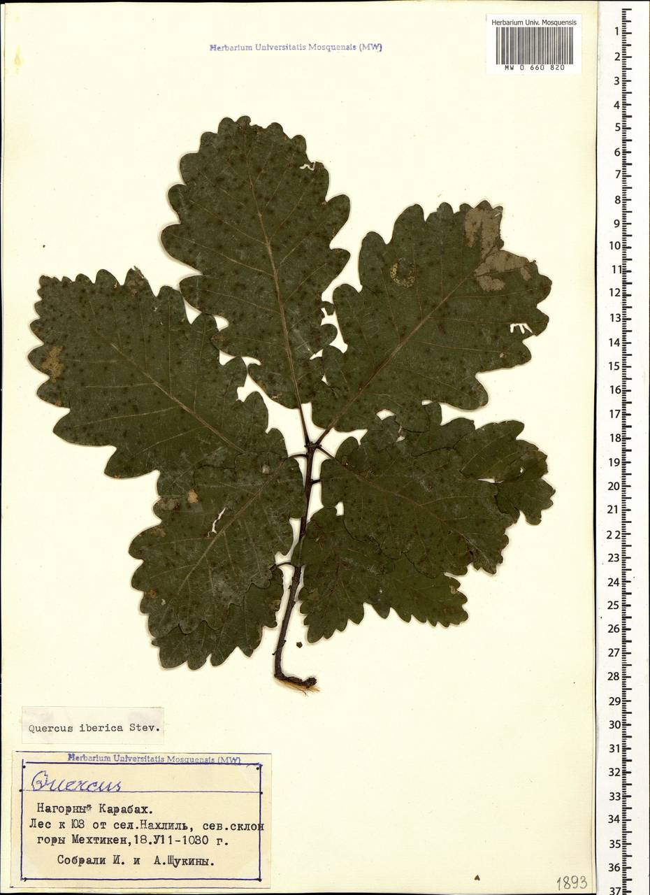 Quercus petraea subsp. polycarpa (Schur) Soó, Caucasus, Azerbaijan (K6) (Azerbaijan)