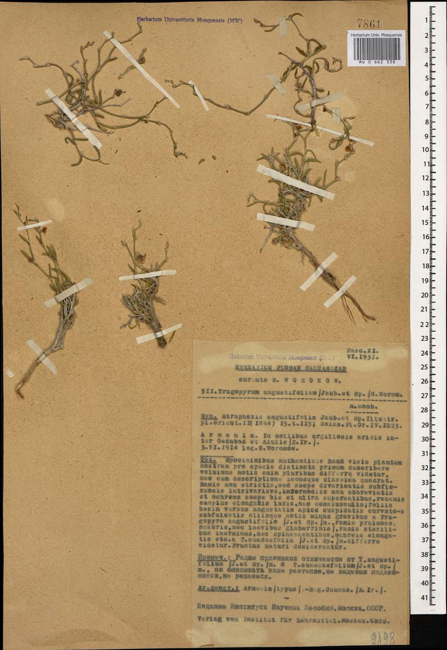 Atraphaxis angustifolia Jaub. & Spach, Caucasus, Armenia (K5) (Armenia)