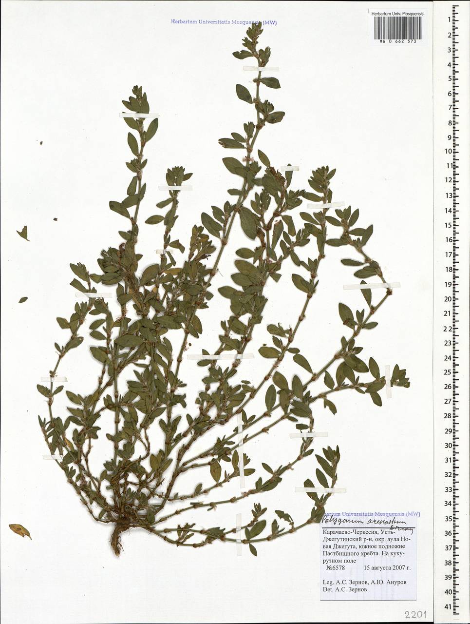 Polygonum arenastrum Boreau, Caucasus, Stavropol Krai, Karachay-Cherkessia & Kabardino-Balkaria (K1b) (Russia)