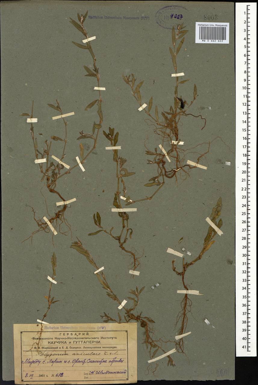 Polygonum aviculare L., Caucasus, Azerbaijan (K6) (Azerbaijan)