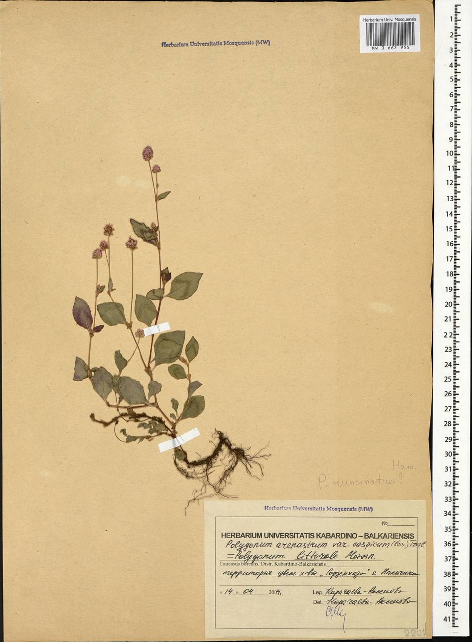 Polygonum caspicum Kom., Caucasus, Stavropol Krai, Karachay-Cherkessia & Kabardino-Balkaria (K1b) (Russia)