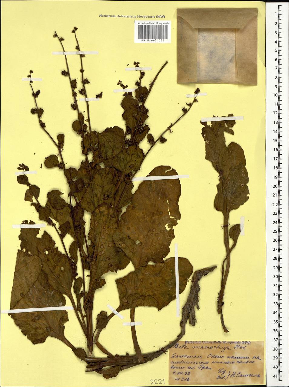 Beta macrorhiza Steven, Caucasus, Dagestan (K2) (Russia)