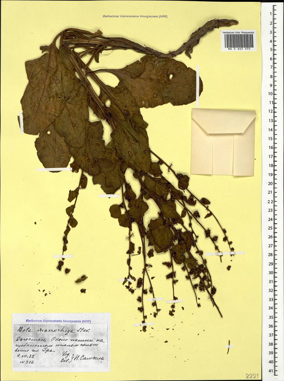 Beta macrorhiza Steven, Caucasus, Dagestan (K2) (Russia)