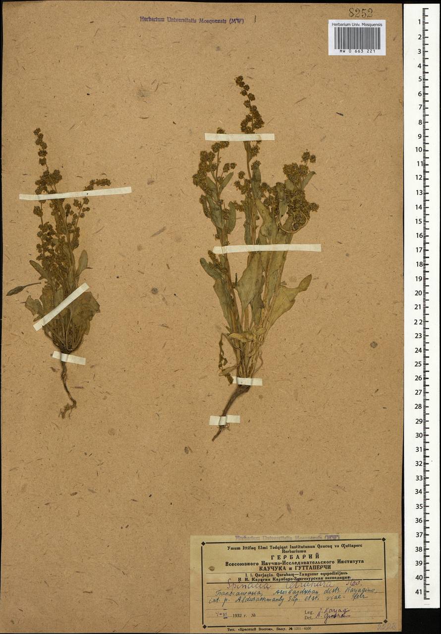 Spinacia tetrandra M. Bieb., Caucasus, Azerbaijan (K6) (Azerbaijan)