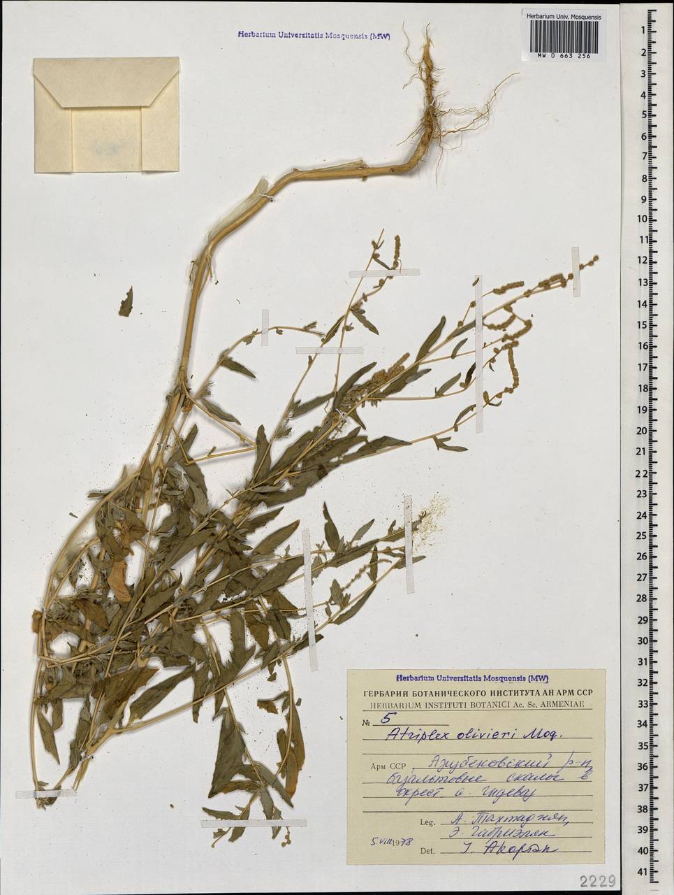 Atriplex olivieri Moq., Caucasus, Armenia (K5) (Armenia)