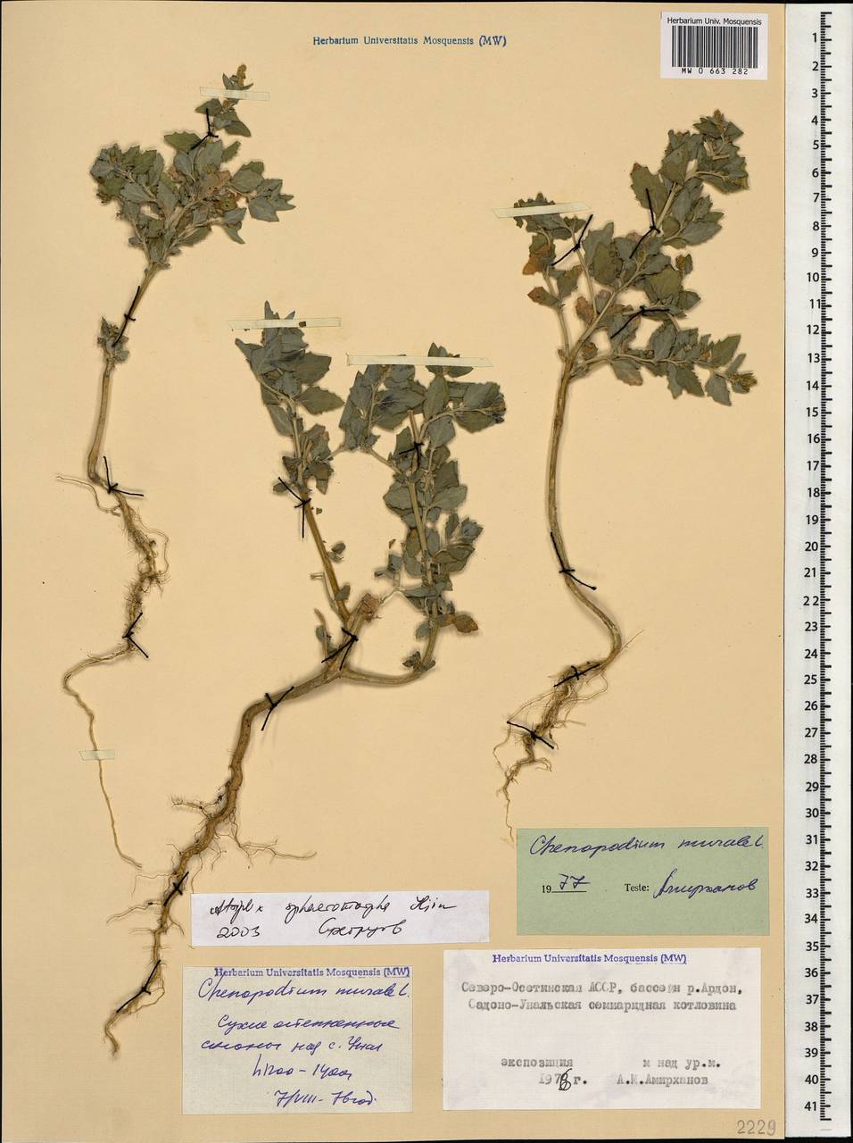 Atriplex sphaeromorpha Iljin, Caucasus, North Ossetia, Ingushetia & Chechnya (K1c) (Russia)