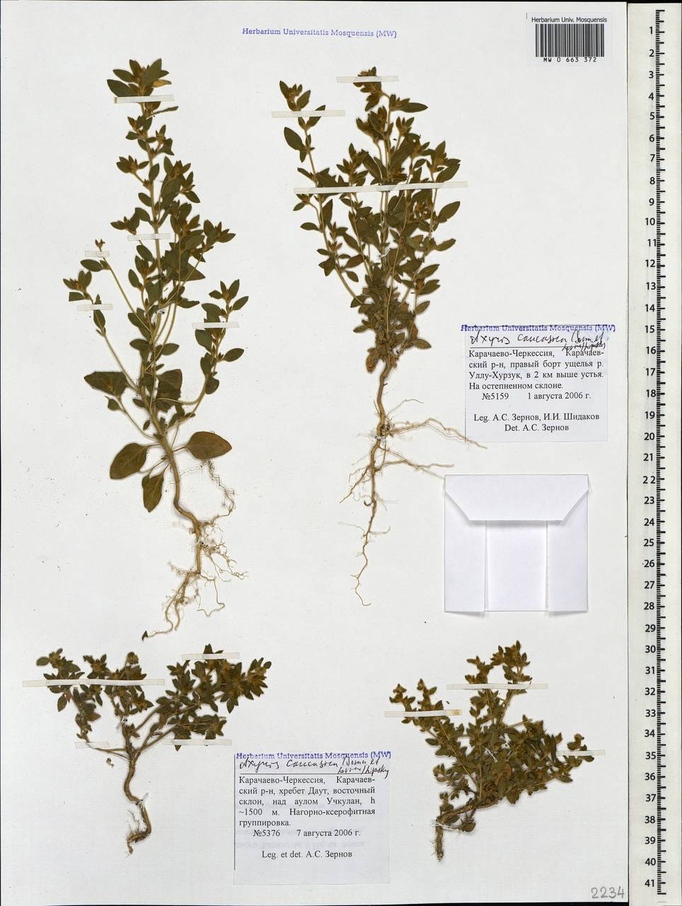 Axyris caucasica (Sommier & Levier) Lipsky, Caucasus, Stavropol Krai, Karachay-Cherkessia & Kabardino-Balkaria (K1b) (Russia)