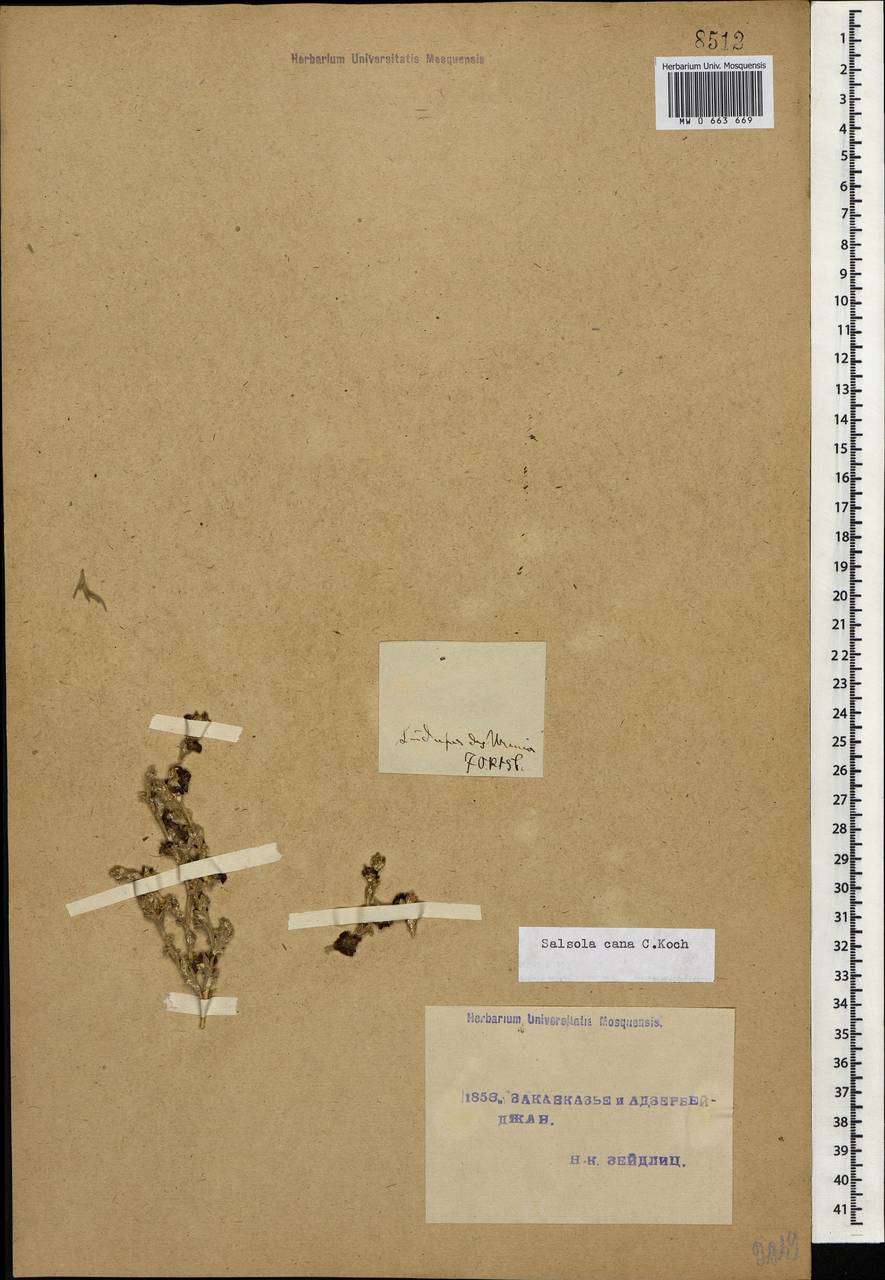 Kaviria cana subsp. cana, Caucasus, Turkish Caucasus (NE Turkey) (K7) (Turkey)