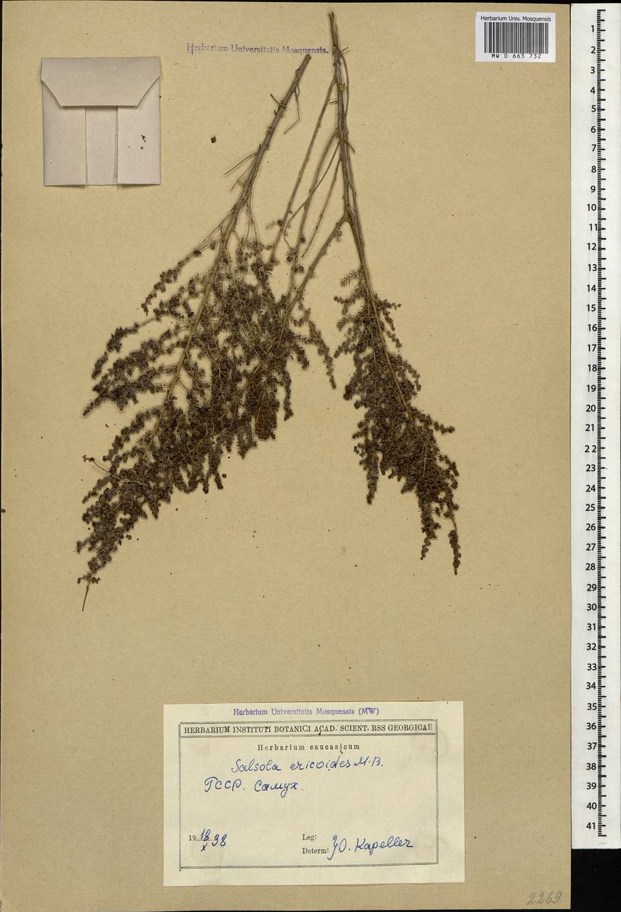 Nitrosalsola ericoides (M. Bieb.) Theodorova, Caucasus, Georgia (K4) (Georgia)