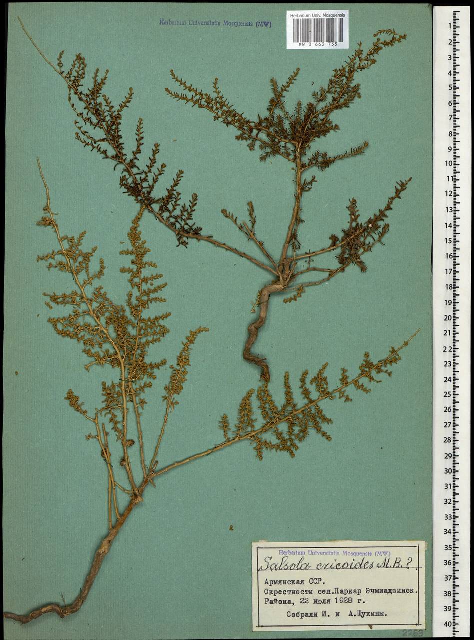 Nitrosalsola ericoides (M. Bieb.) Theodorova, Caucasus, Armenia (K5) (Armenia)