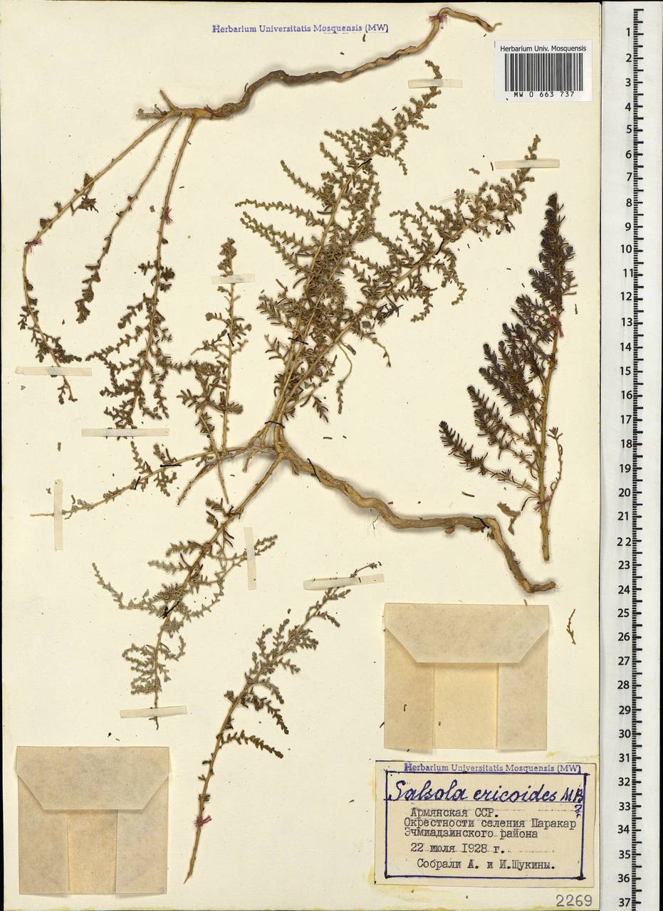Nitrosalsola ericoides (M. Bieb.) Theodorova, Caucasus, Armenia (K5) (Armenia)