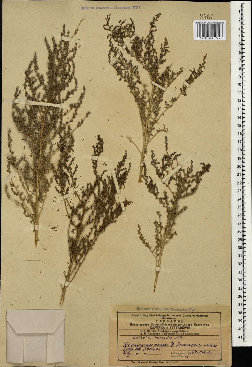 Nitrosalsola ericoides (M. Bieb.) Theodorova, Caucasus, Azerbaijan (K6) (Azerbaijan)