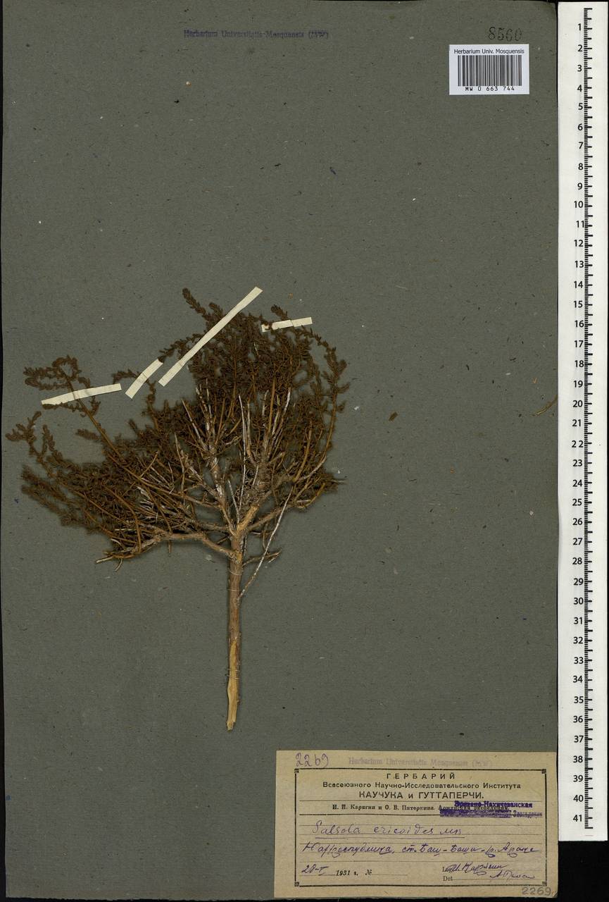 Nitrosalsola ericoides (M. Bieb.) Theodorova, Caucasus, Azerbaijan (K6) (Azerbaijan)