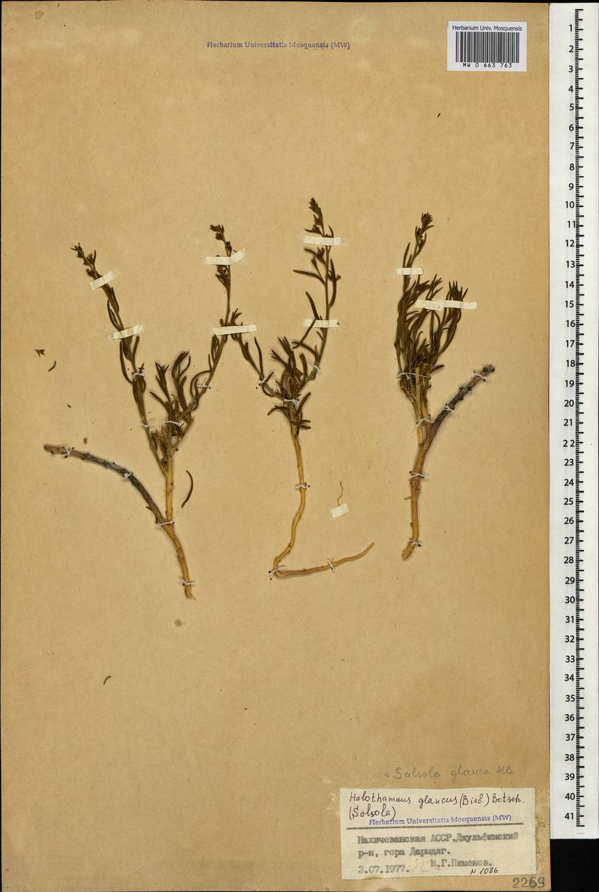 Halothamnus glaucus (M. Bieb.) Botsch., Caucasus, Azerbaijan (K6) (Azerbaijan)