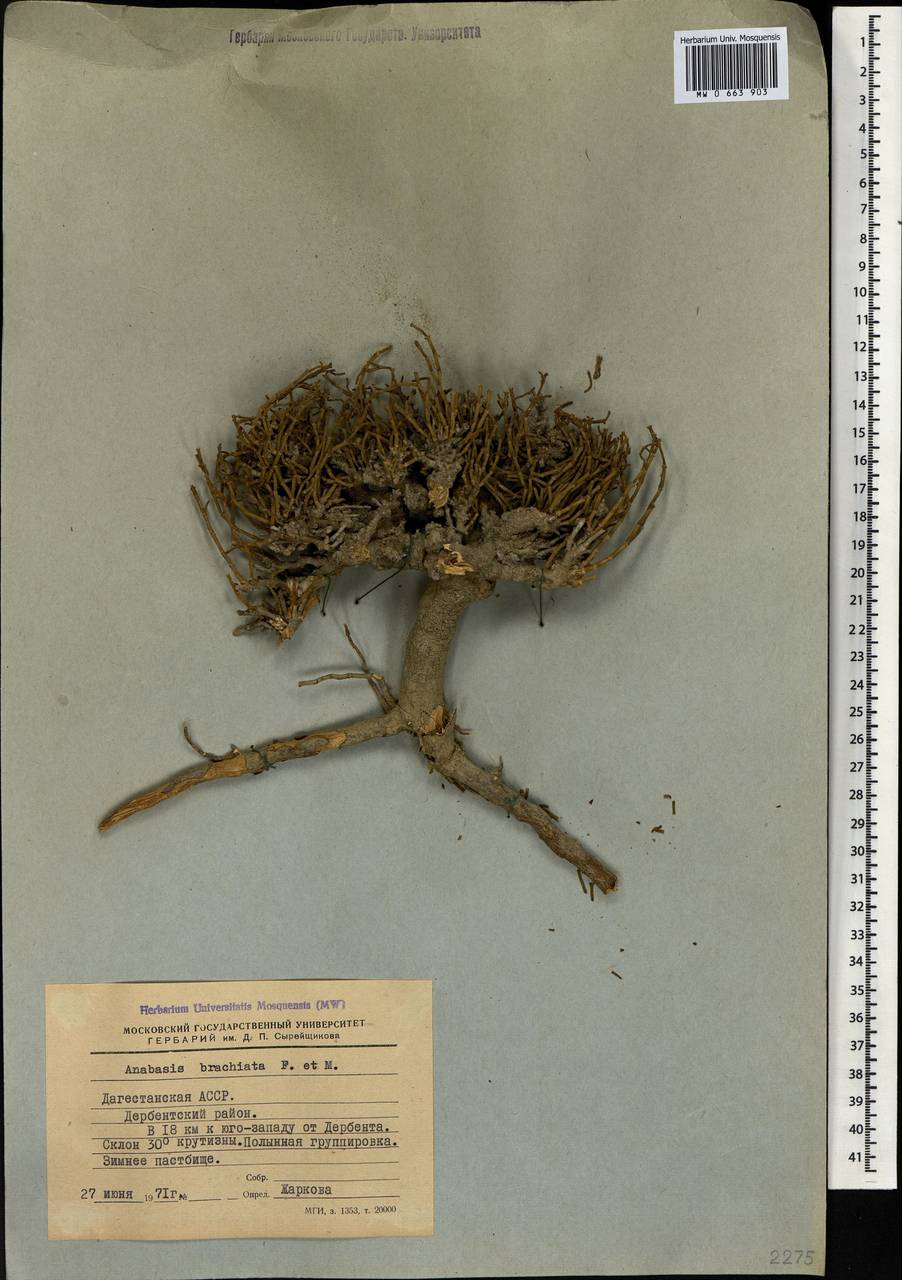 Anabasis brachiata Fisch. & C. A. Mey. ex Kar. & Kir., Caucasus, Dagestan (K2) (Russia)